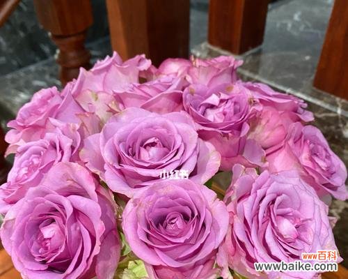 冷美人玫瑰的花语代表什么含义？