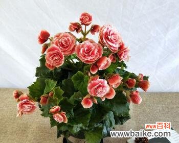 丽格海棠花语有哪些含义?