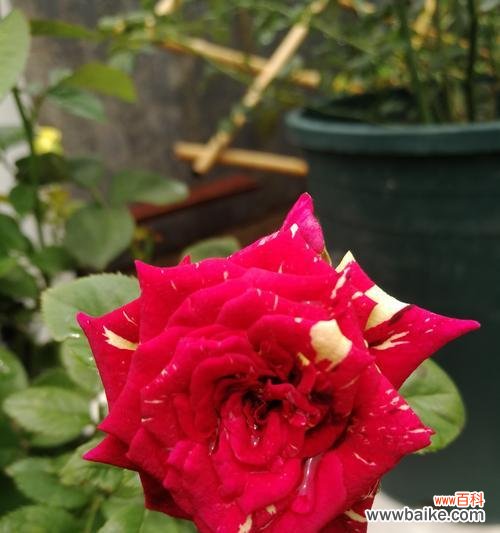 流星雨月季花花语是什么?如何养护流星雨月季?