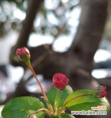 龙须海棠花语有哪些含义？