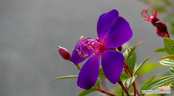 龙须牡丹的花语有哪些含义？