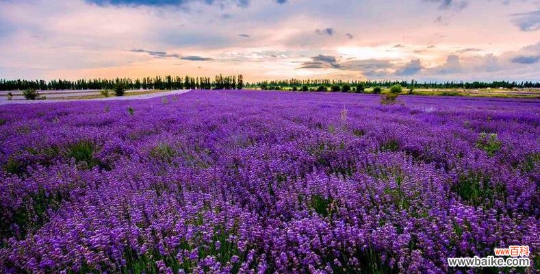 探寻紫色薰衣草的神秘之处 紫色薰衣草花语与寓意