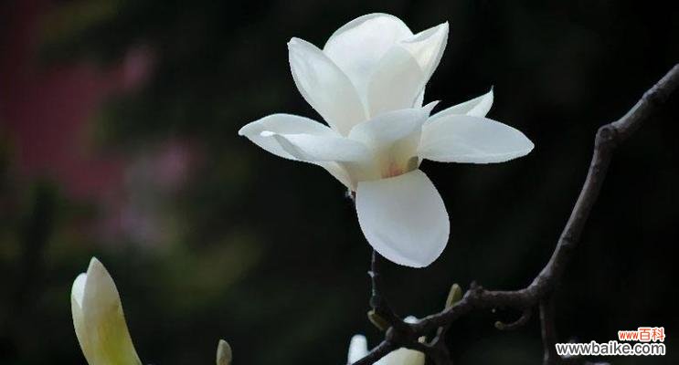 探秘白兰花的花语和象征意义 白兰花——纯洁和高贵的象征