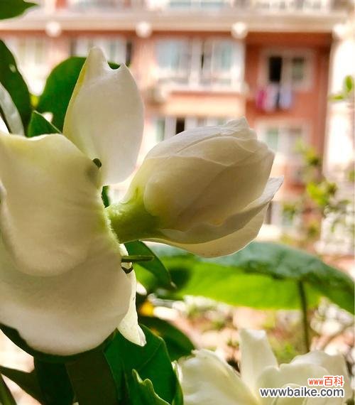 探秘白兰花的花语和象征意义 白兰花——纯洁和高贵的象征