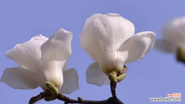 探秘白兰花的花语和象征意义 白兰花——纯洁和高贵的象征