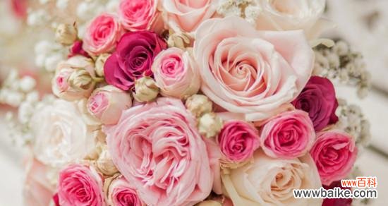 传达柔情蜜意，表达浓浓爱意 十一朵粉色玫瑰的花语