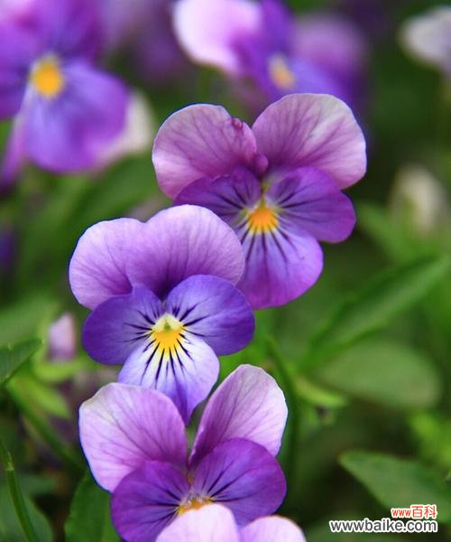 神秘的三色堇，缘起传说与花语的意义 三色堇花语与传说故事