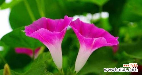 探秘这朵美丽的花 牵牛花的花语