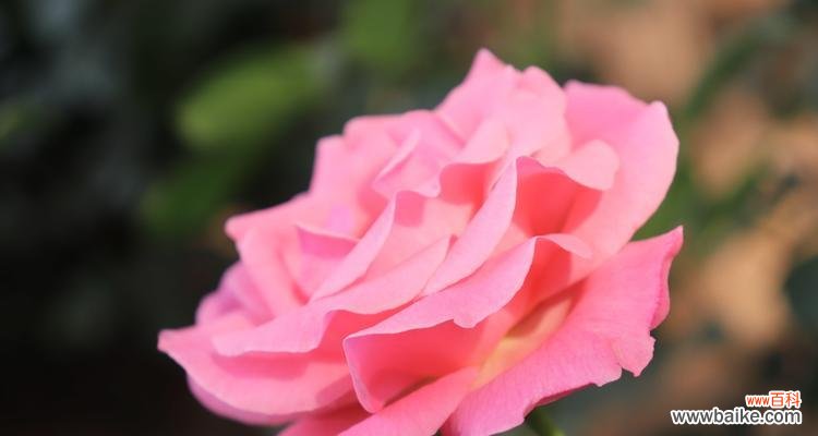 探秘不同月季花的意义 月季花的花语