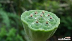 探寻莲蓬的深层寓意 莲蓬的象征意义