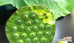 揭示莲子的象征意义及其对人们生活的启示 莲子的象征与寓意——生命与纯洁的象征