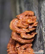 探索灵芝的象征意义与疗效 灵芝