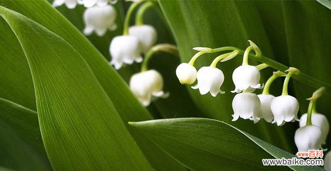 探寻铃兰的寓意与象征 铃兰花语和寓意