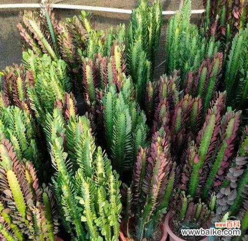 探索龙骨花在家居环境中的神奇力量 龙骨花的风水寓意与作用