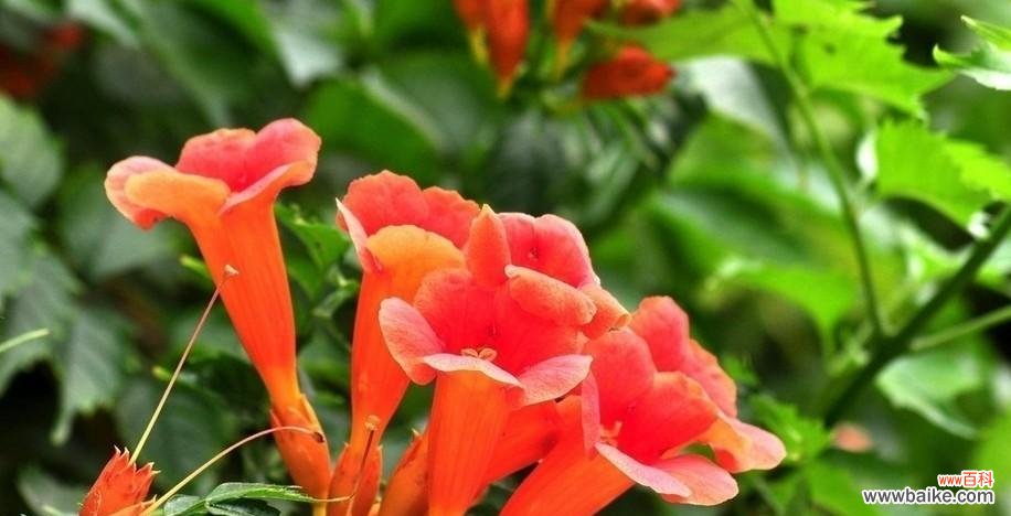 花开如梦 凌霄花