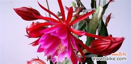 揭秘令箭荷花的神秘语言 令箭荷花之美