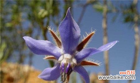 探索以琉璃苣的花语与寓意 以琉璃苣花语与寓意