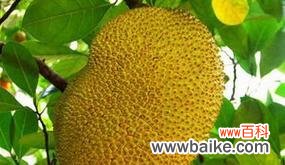 世界上最具争议的水果之一 榴莲的象征意义及文化价值