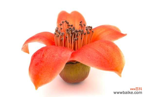 木棉是什么，是花还是树