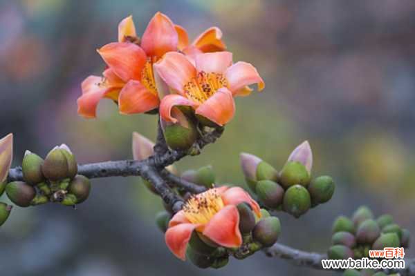 木棉是什么，是花还是树