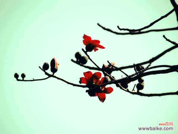 木棉是什么，是花还是树