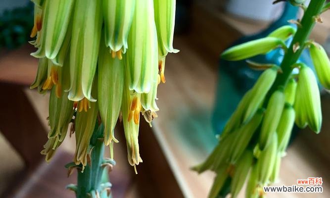 芦荟花的花语是什么？了解其独特含义和象征意义？