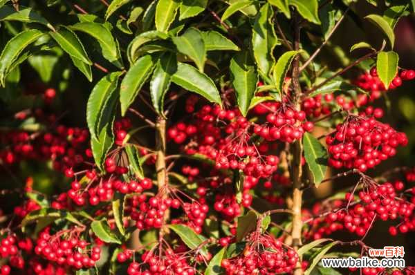 富贵籽的花语和寓意,送人有什么禁忌