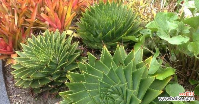 芦荟花语是什么？如何解读芦荟的象征意义？