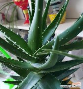 芦荟花语是什么花？芦荟的花语有哪些含义？