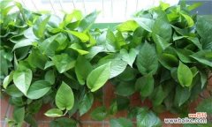 绿萝的寓意和花语是什么？如何正确养护绿萝？