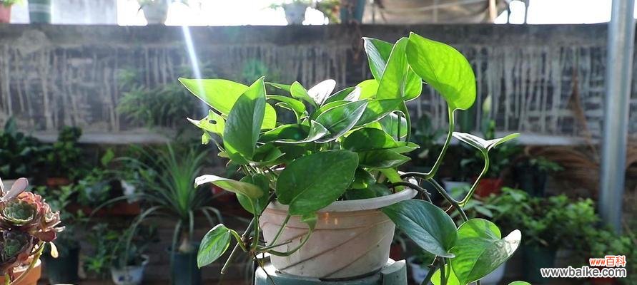 绿萝花语是什么意思？绿萝的喻意有哪些常见解释？