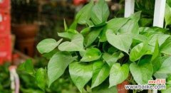 绿萝花语是什么？如何正确解读绿萝的象征意义？