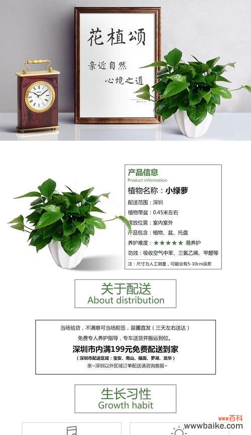 绿萝花语是什么?如何正确解读绿萝的象征意义?