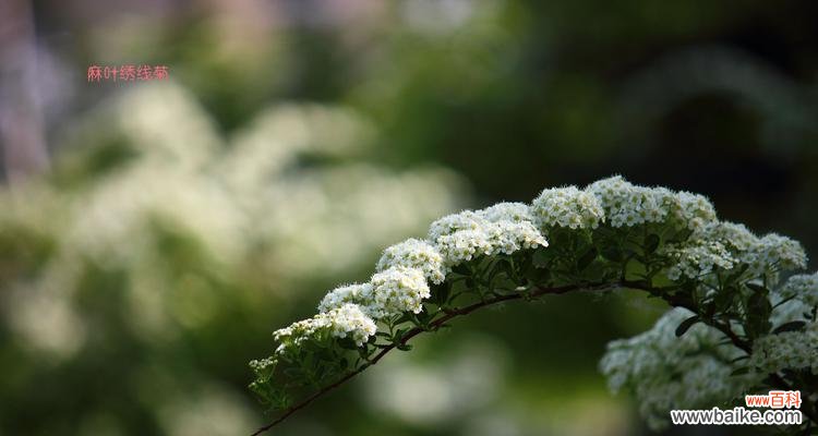 麻叶绣线菊花语是什么？如何表达爱意？