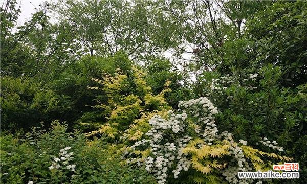 麻叶绣线菊花语是什么？如何表达爱意？