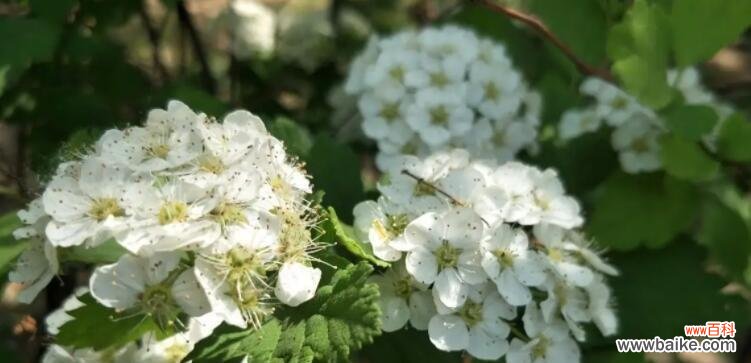 麻叶绣线菊花语是什么？如何表达爱意？