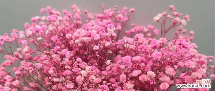 揭秘红色满天星花语,懂得如何传达心意 红色满天星的含义