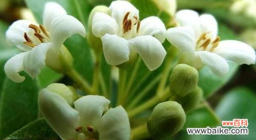 探究海桐花的含义与象征 海桐花的花语