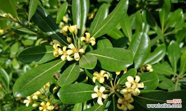 探究海桐花的含义与象征 海桐花的花语