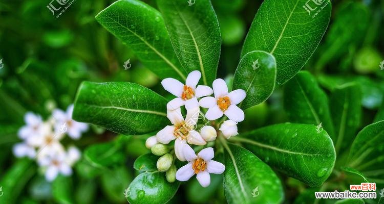 探究海桐花的含义与象征 海桐花的花语