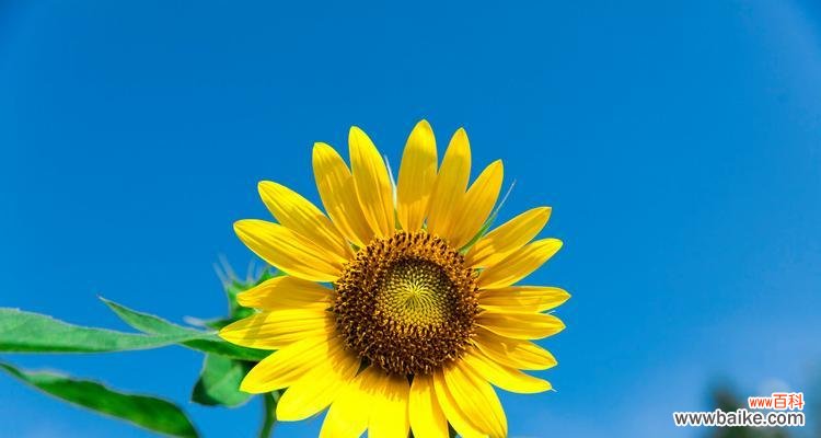探寻向日葵的美好寓意 向日葵的象征意义