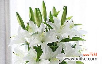 探寻香水百合的浪漫情怀 百合花语的深刻含义