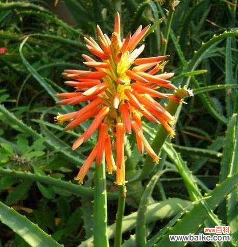 探寻芦荟花所传递的意义和象征 芦荟花语的含义剖析