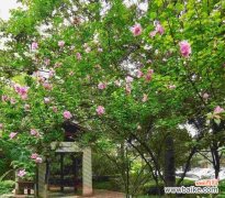 探究木槿花所代表的意义 木槿花语解读