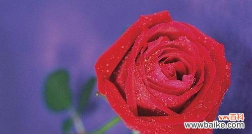 探究玫瑰花的花语与文化内涵 玫瑰花的意义与象征