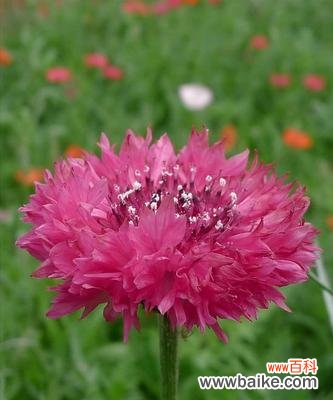 探寻矢车菊的文化内涵 矢车菊的花语和寓意