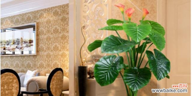 探索龙头竹在风水中的重要意义 龙头竹风水寓意与摆放位置