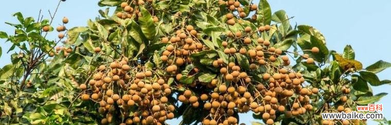 迎福招财 龙眼树风水之祥瑞与寓意