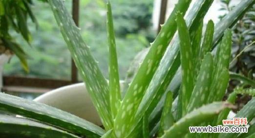 揭示芦荟所传递的美丽 芦荟的象征意义及其代表的内涵