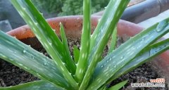 探秘芦荟在风水中的奇妙作用 芦荟与风水